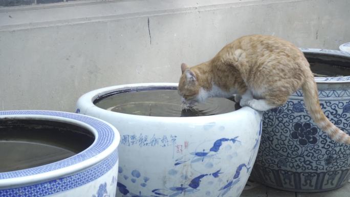 猫咪喝水舔爪慢动作空镜