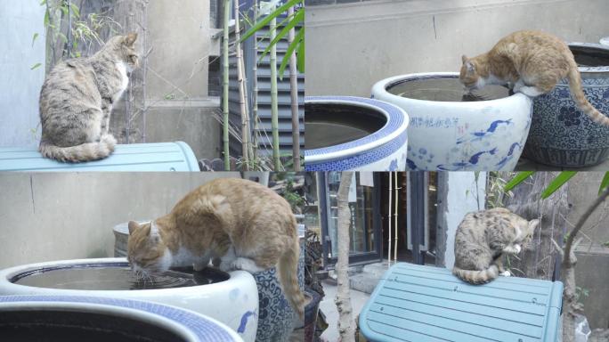 猫咪喝水舔爪慢动作空镜