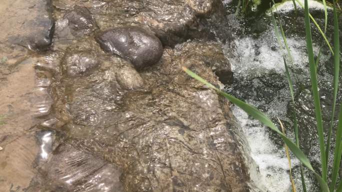 4K溪水岩石河流芦苇