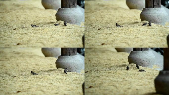 小鸟在吃地上的粮食