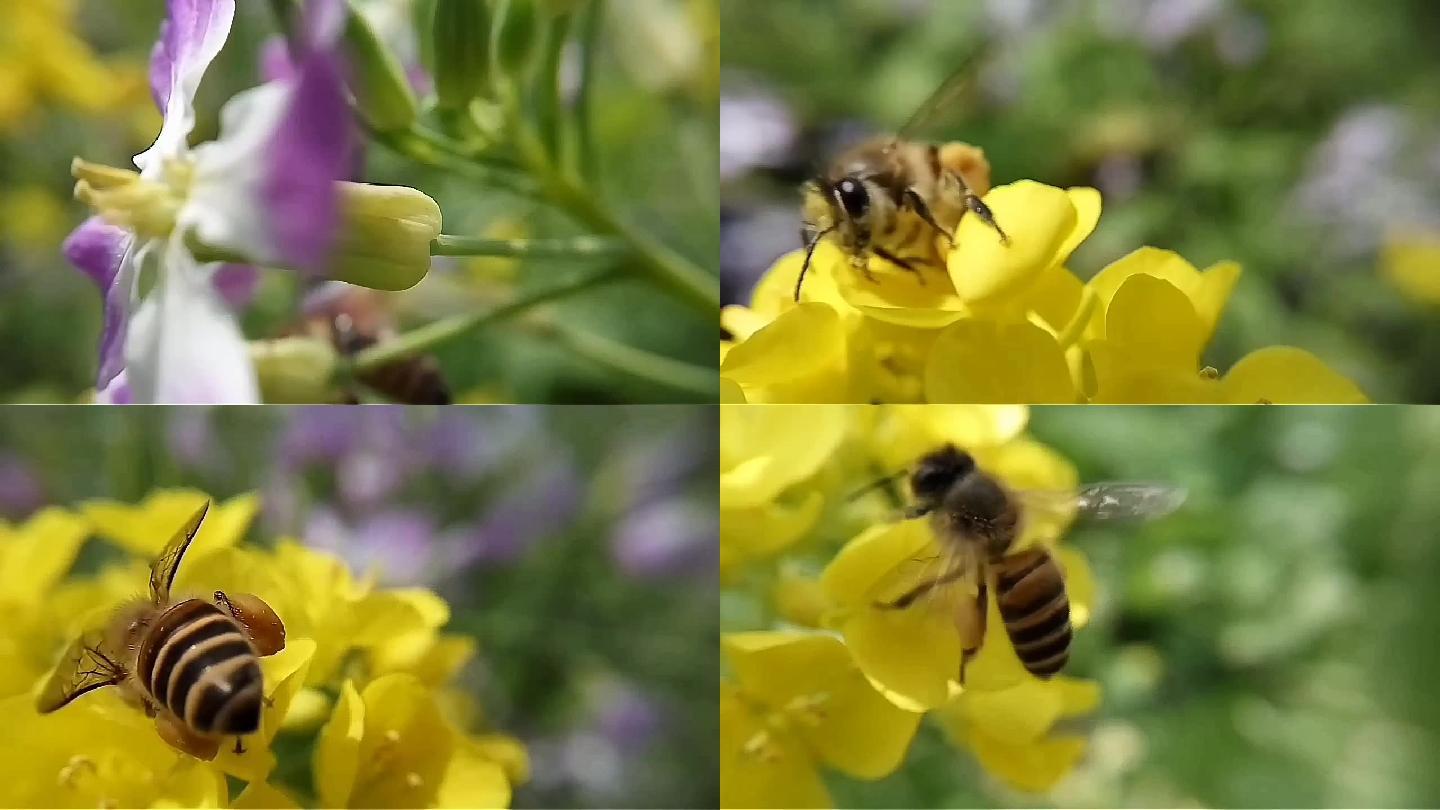 慢镜头蜜蜂采蜜