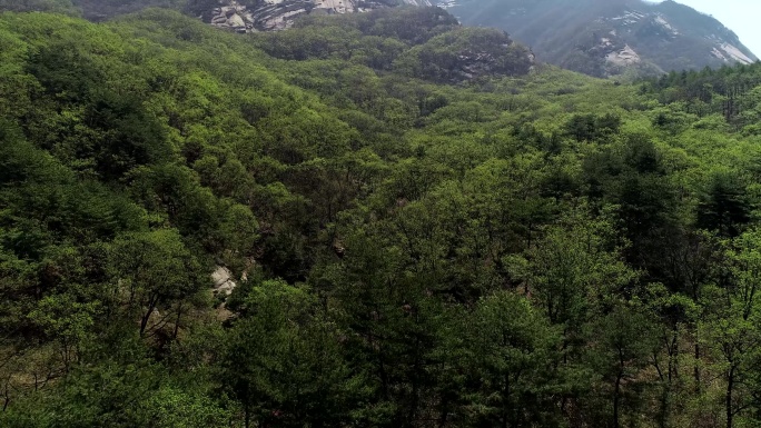 映山红