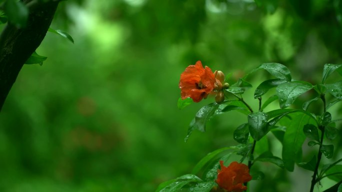 五月雨中花