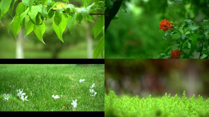 五月雨中花