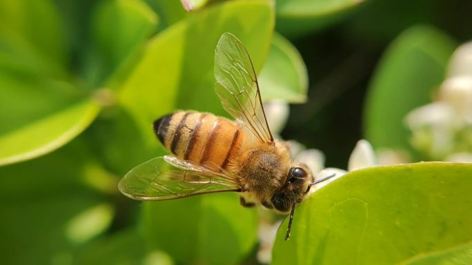 微距蜜蜂与花