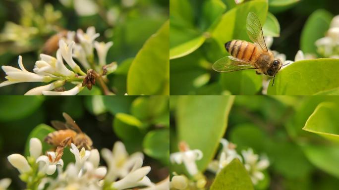 微距蜜蜂与花