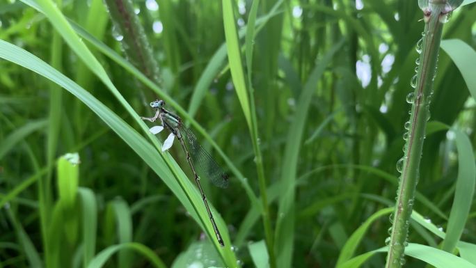 湖边的豆娘昆虫小蜻蜓