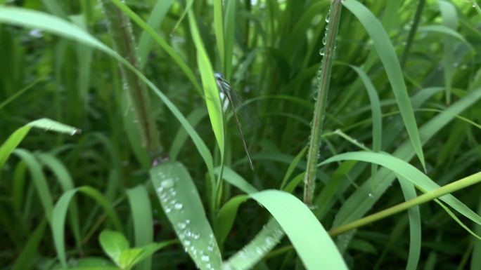 湖边的豆娘昆虫小蜻蜓