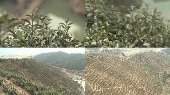 茶叶茶山茶树茶树苗荒山绿化