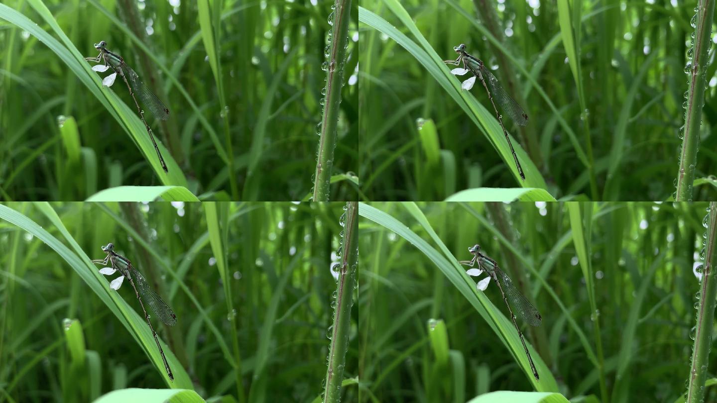 湖边的豆娘昆虫小蜻蜓