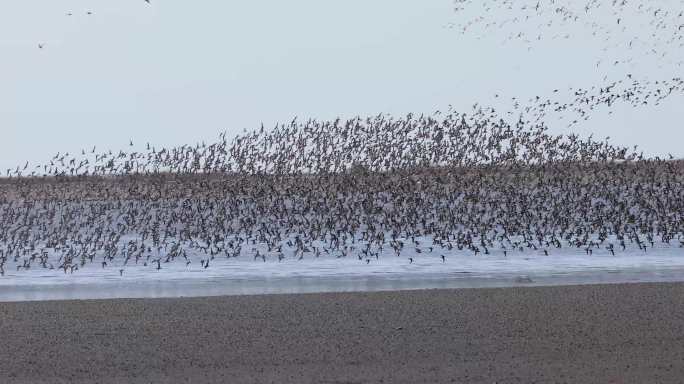 海边湿地密集鸟浪
