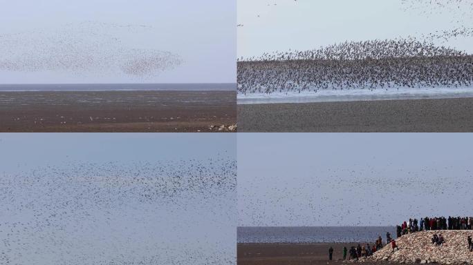 海边湿地密集鸟浪