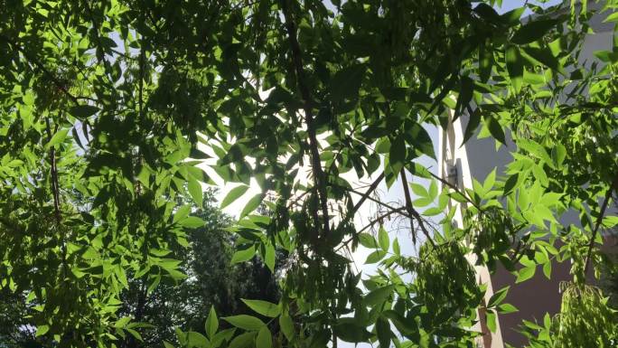 实拍大树枝杈绿叶高清视频