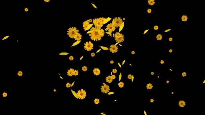 互动向日葵花朵爆开绽放-带透明通道