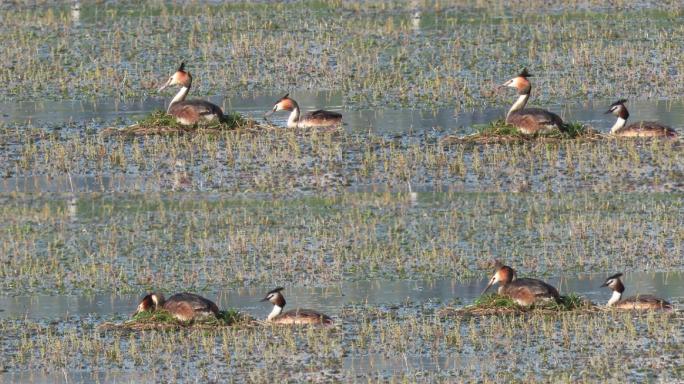 湿地之夏-水鸟繁殖季