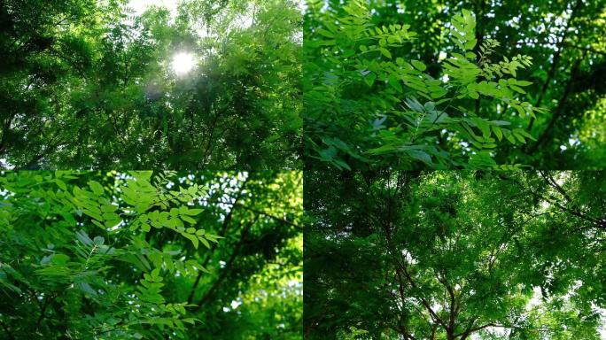 实拍阳光渗透树木照射下来绿树成荫