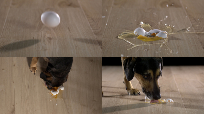 【有版权】狗狗舔食掉在地板上的鸡蛋