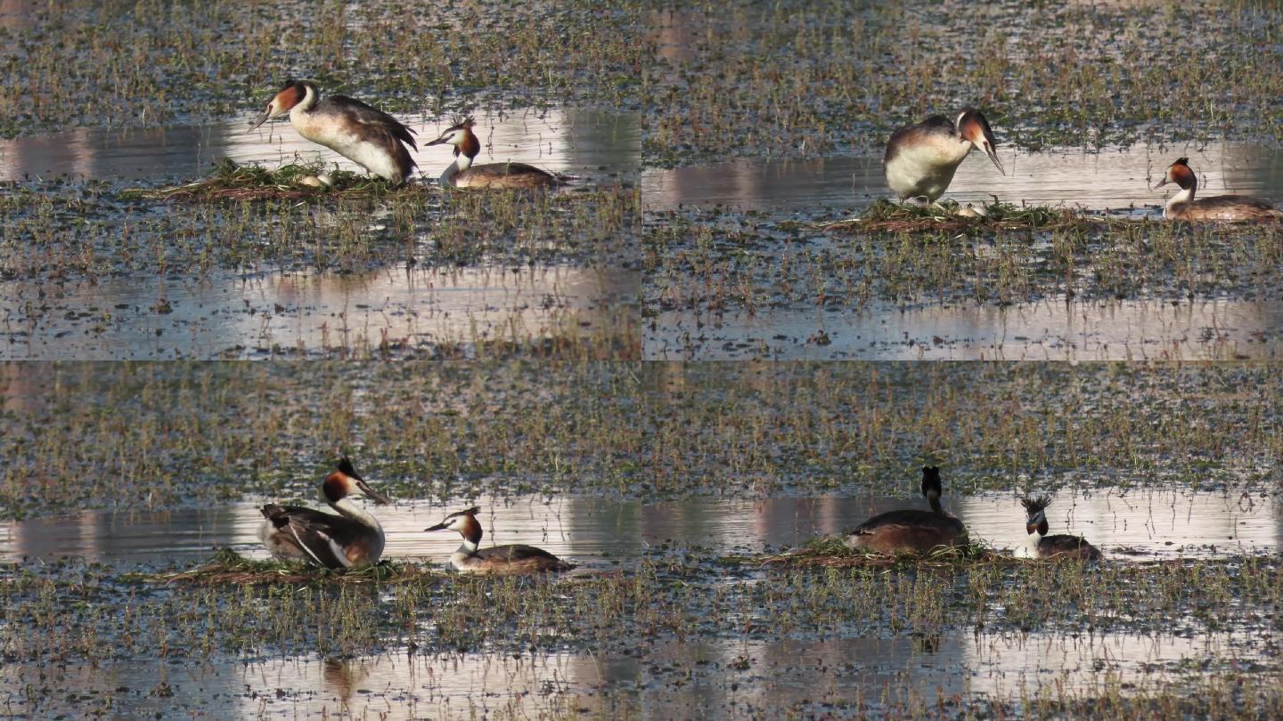 湿地之夏-水鸟繁殖