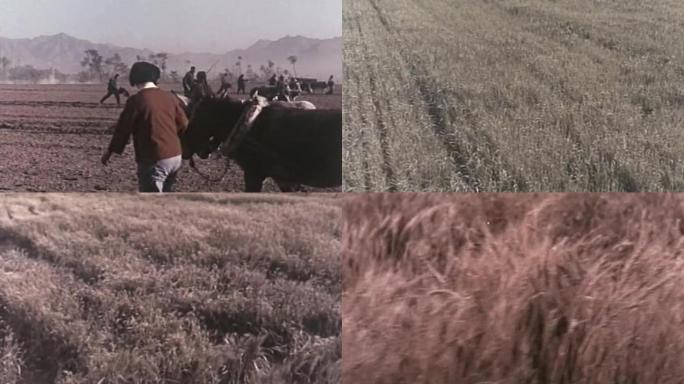 60年代农业丰收