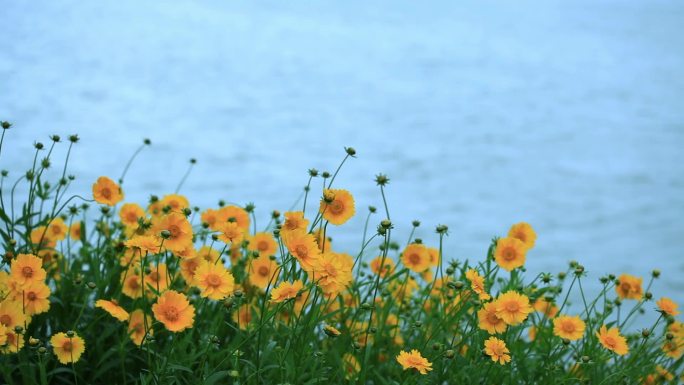 湖边的金鸡菊02