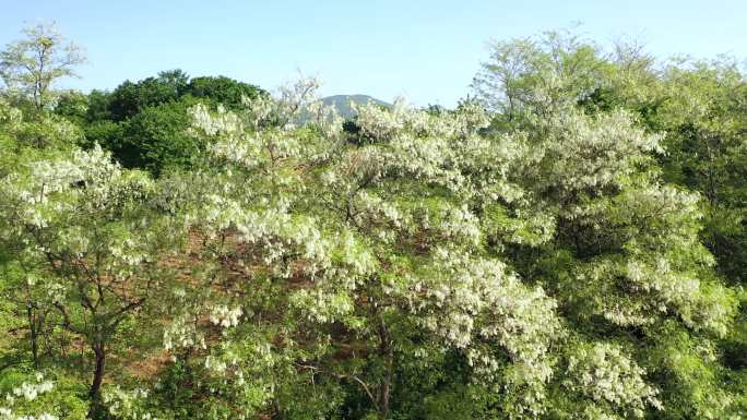 槐花村槐树花开