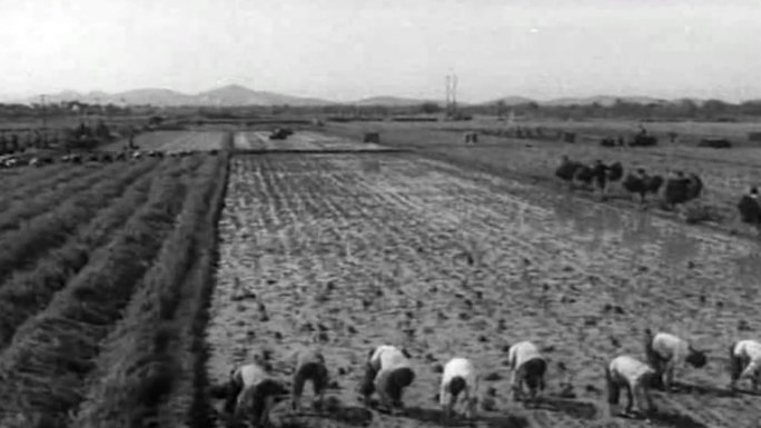 50年代农业丰收