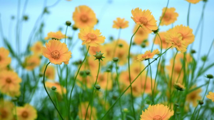 湖边的金鸡菊01