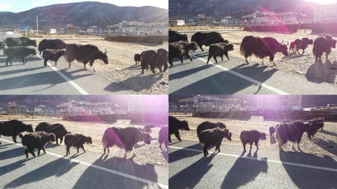 动物牛耗牛逆光阳光牲畜饲养路边