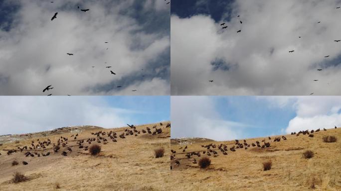 成群的秃鹫鸟类蓝天白云飞翔降落落地