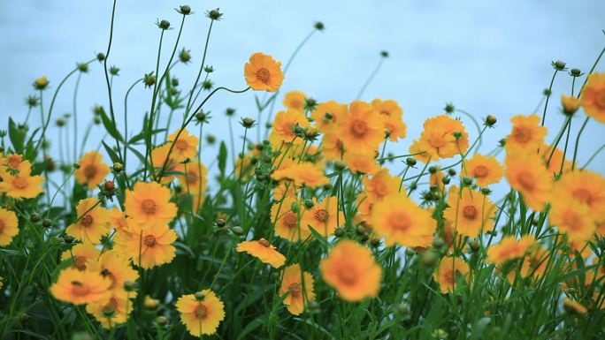 湖边的金鸡菊05