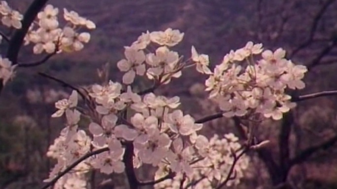 春暖花开