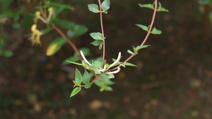 4k金银花植物视频素材