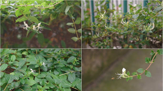 4k金银花植物视频素材