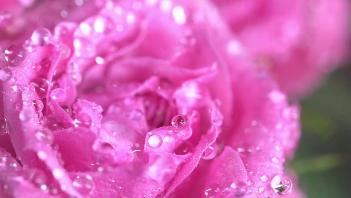 晶莹剔透的蔷薇花