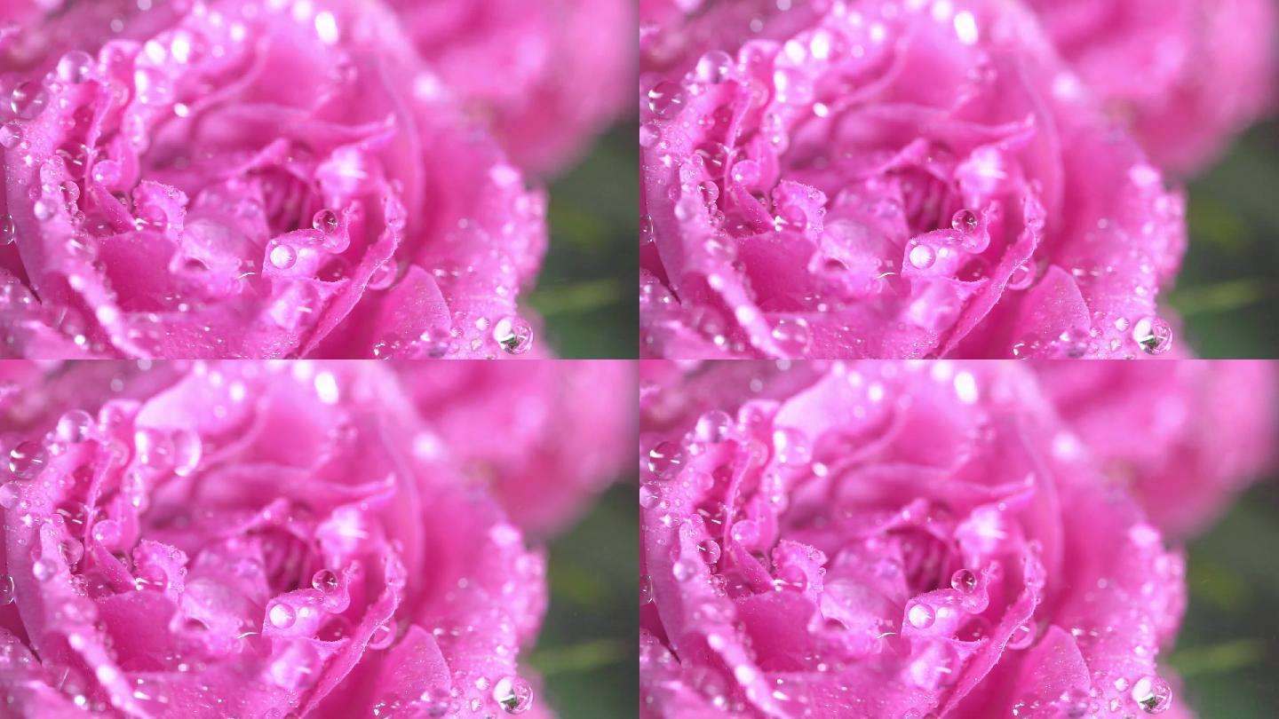 晶莹剔透的蔷薇花