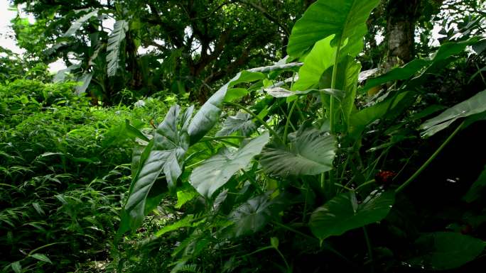 海南植物：野芋-4k视频（原创）