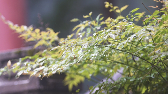 雨滴岩石