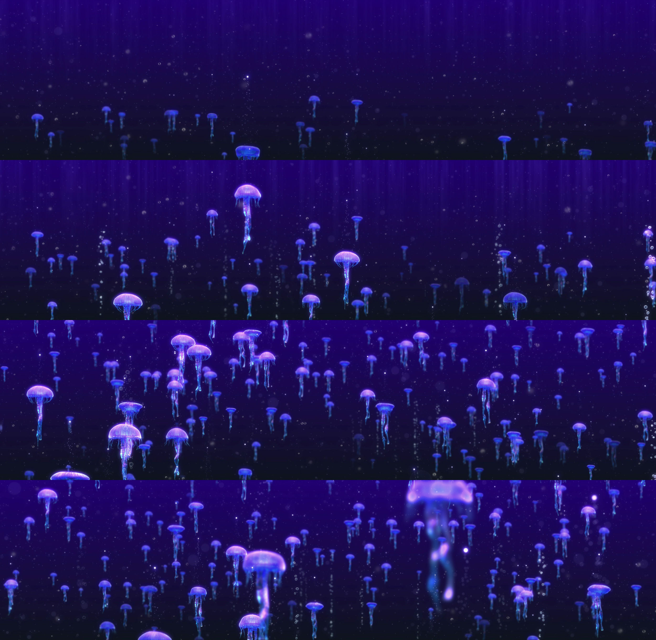 海洋水母AE模板(尺寸可定制)