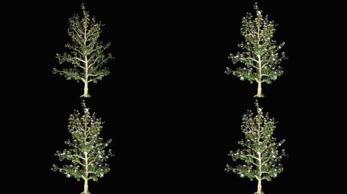 树木生长动画带通道--玉兰树生长1