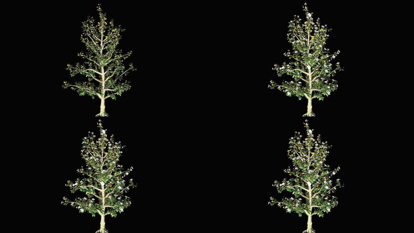 树木生长动画带通道--玉兰树生长1