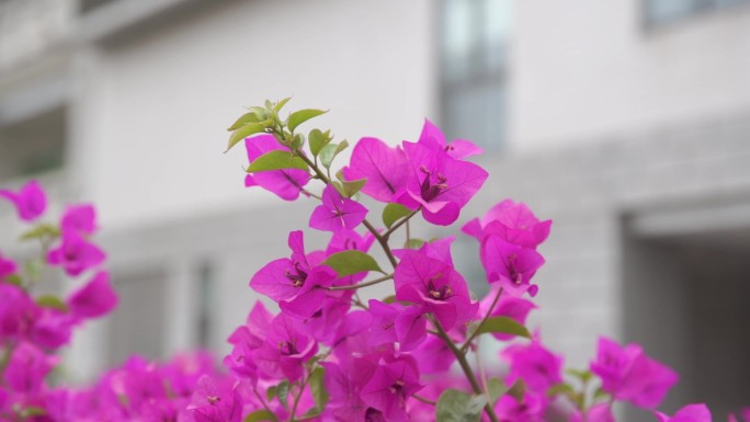 花朵特写高清实拍