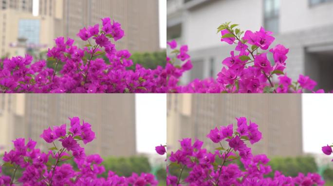 花朵特写高清实拍