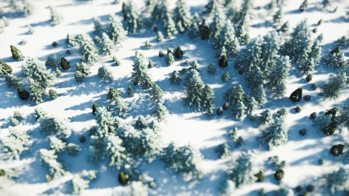 冬天雪松森林