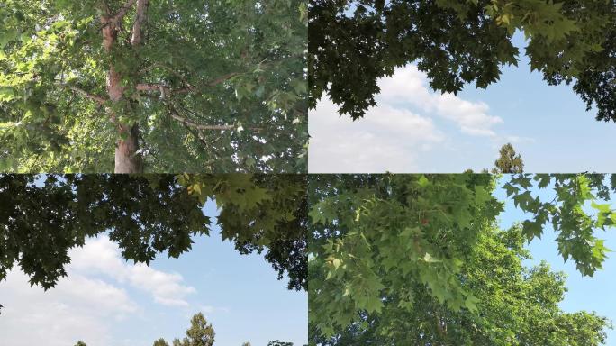 4K拍摄政府停车场后阳光梧桐树4组56秒