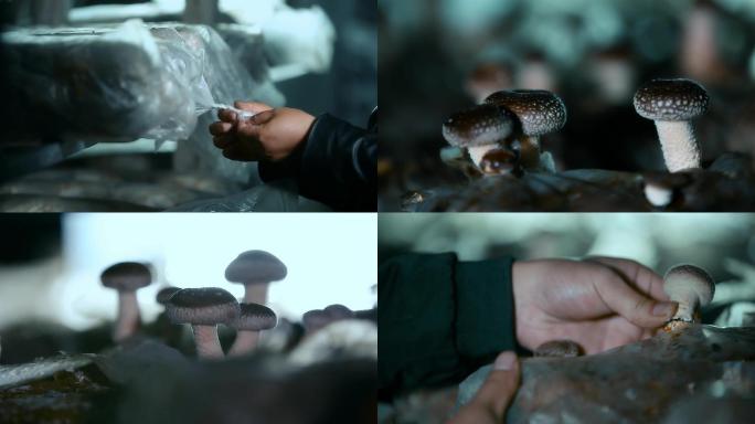 人工大棚种植蘑菇