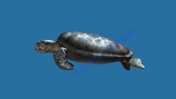 海龟动画4k（01）-alpha通道