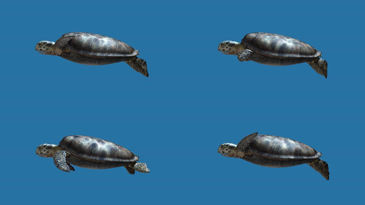海龟动画4k（01）-alpha通道