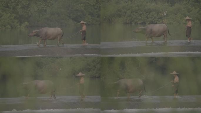 山水山水小溪溪水牛放牛走过