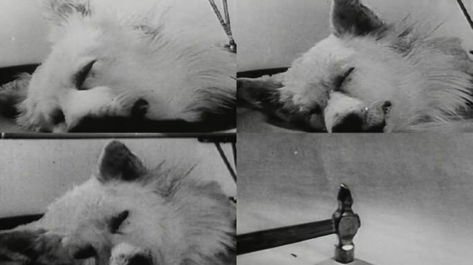 40年代动物实验