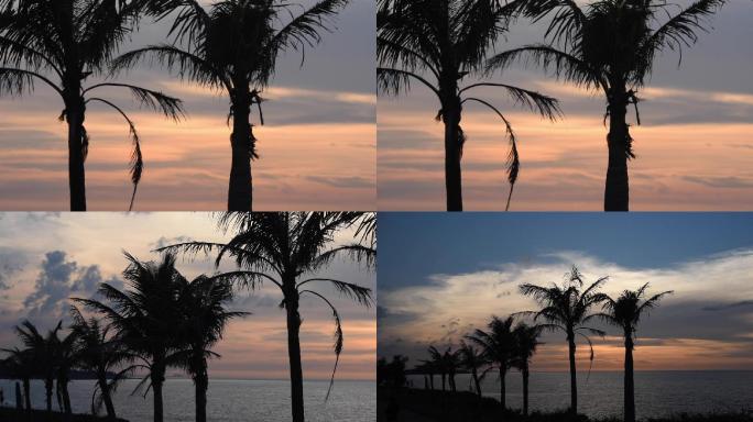 夕阳下椰子树